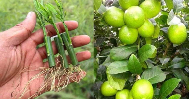 Lemons, how to multiply them and make them juicy: the method used by our grandparents – Ideas and Home Tips