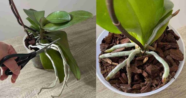 Abundant orchid flowers and roots if you do this process once a month