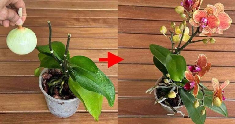 Once you do this, all your orchids will bloom non-stop – try it