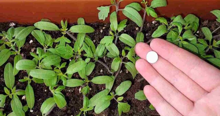 Donate a super harvest, bury it in all the plants in the garden and you will see the result