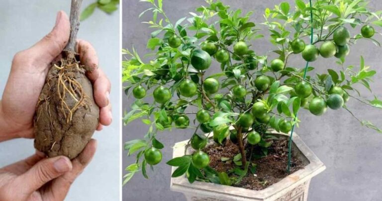 Lemons, if you grow them like this they will last all year: the very simple method