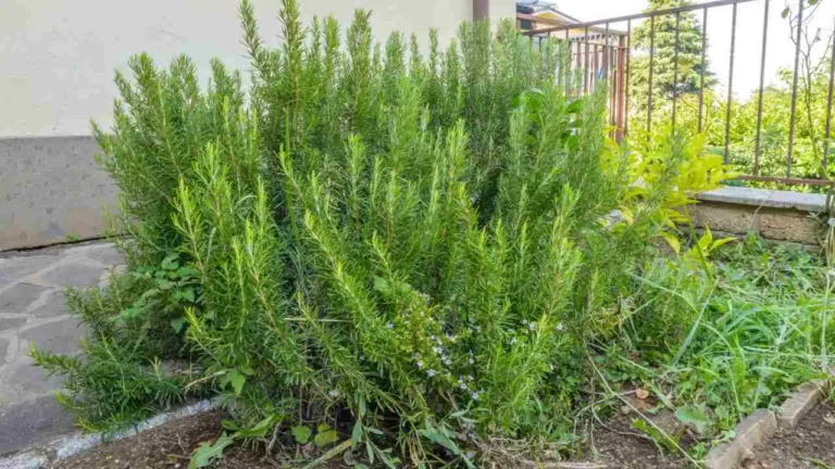 Rosemary, here is every gardener’s rule to have it abundant and lush
