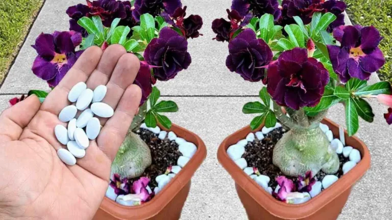 This pill will make many flowers explode both in the garden and on the balcony