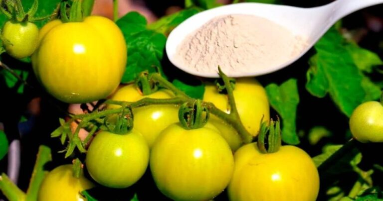 The strongest organic supplement for doubling cucumbers, tomatoes and peppers