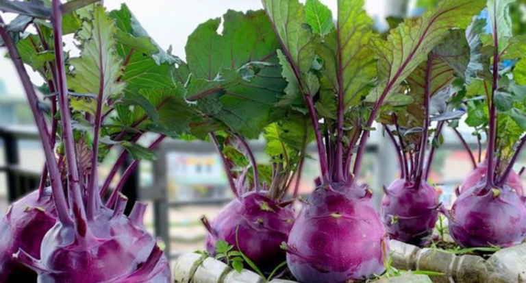 How to grow kohlrabi at home in plastic bottles