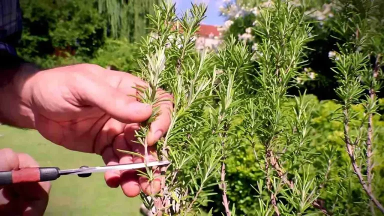 How to reproduce rosemary in endless water, it will take you very few minutes