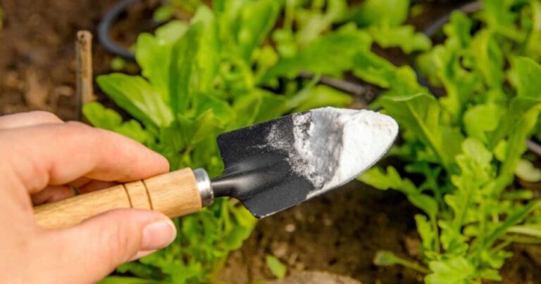 Not only does it keep pests away, it also eliminates weeds: the “magic” ingredient