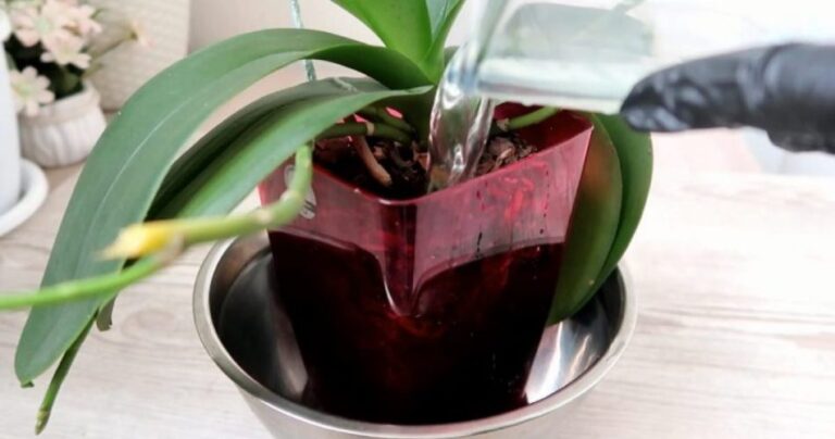 How to make orchids bloom with aloe vera juice
