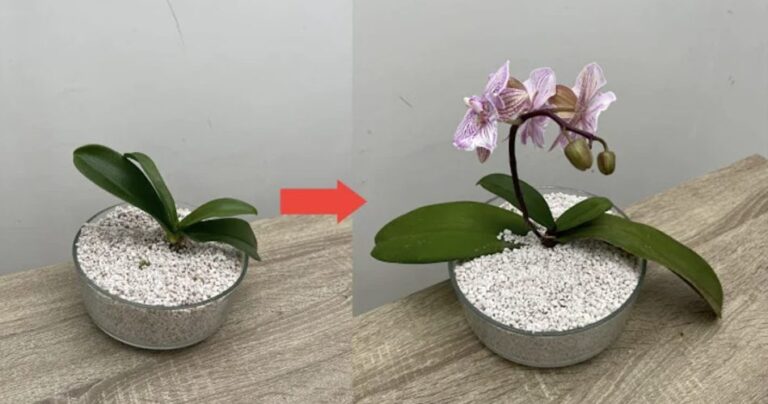 How to clean and protect orchid leaves: the quick method with lemon