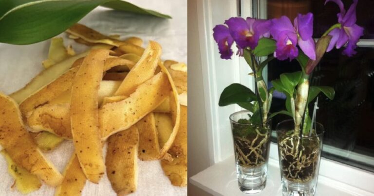 How to make fertilizer for orchids at home