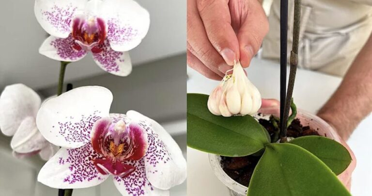 How to protect orchids from diseases with garlic
