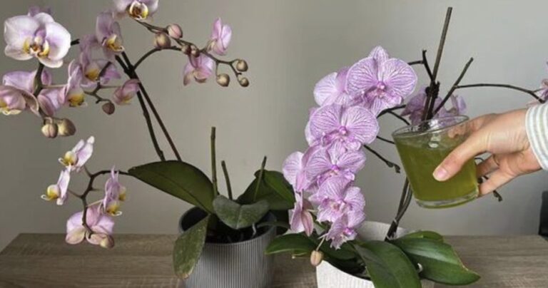 How to revive dying orchids with onion skins