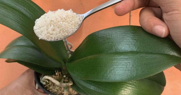 How to feed orchids: the method with two natural ingredients