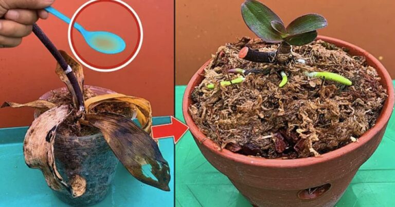 How to hydrate plant roots before replanting them