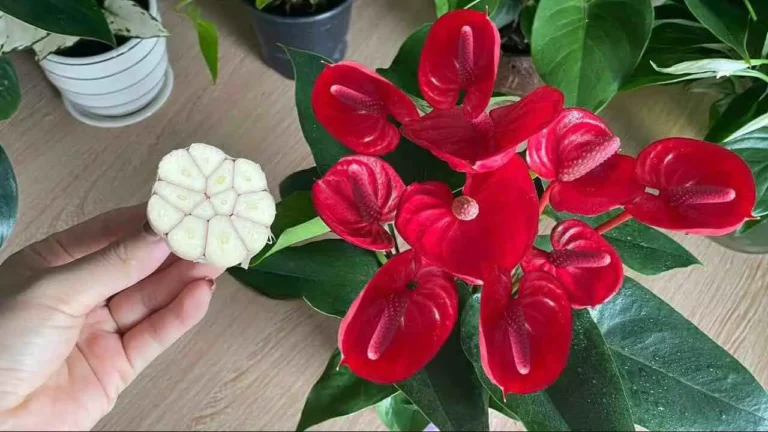 Very few people know this trick to make Anthurium bloom