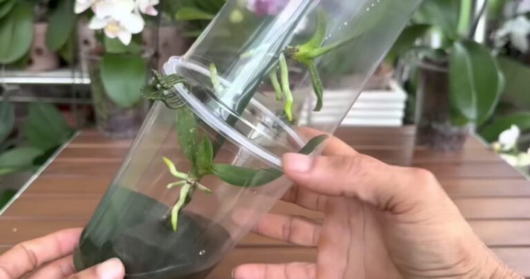 With this technique, your orchid will grow many buds on one branch