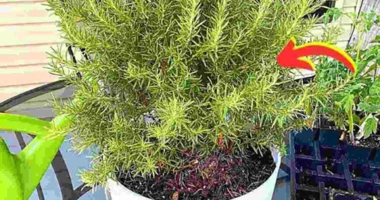 ADVICE FROM NURSERYERS ON HOW TO MAKE ROSEMARY IN A POSE LAST MORE THAN 10 YEARS