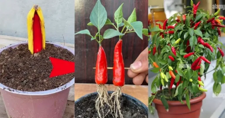 Spice Up Your Home: Tips for Growing Chili Peppers in Tomatoes and Propagating Chilies