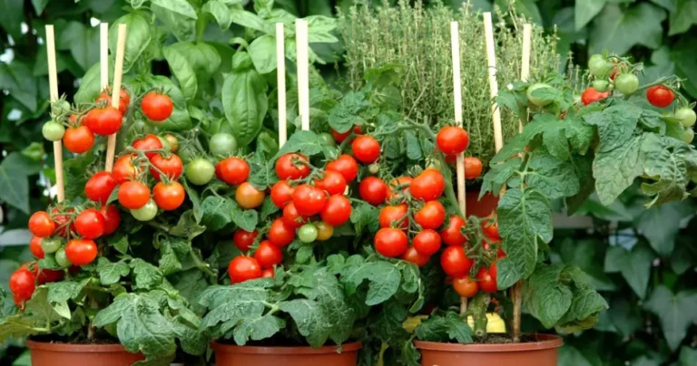 Mastering the Art of Growing Tomatoes from Seeds: A Beginner’s Guide