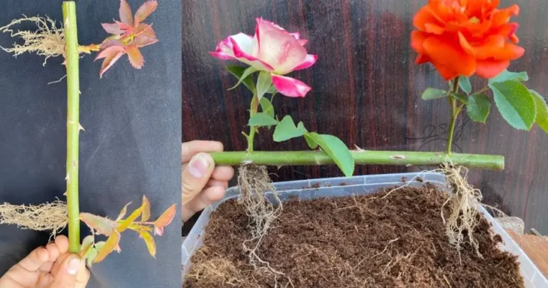 Blooming Beauties: Growing Roses from Branches Made Simple