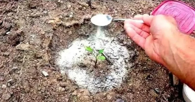 Baking soda is a gardener’s best friend: here are 5 ingenious uses in the garden