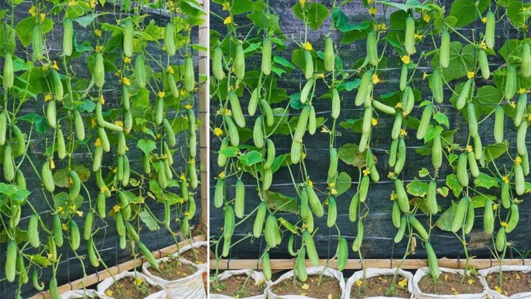 Maximizing Cucumber Harvests: Harnessing the Power of Natural Fertilizers