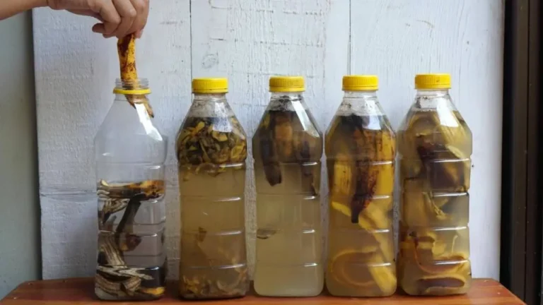 Soak Banana Peels in 1 Bottle of Water: What Happens Moments Later