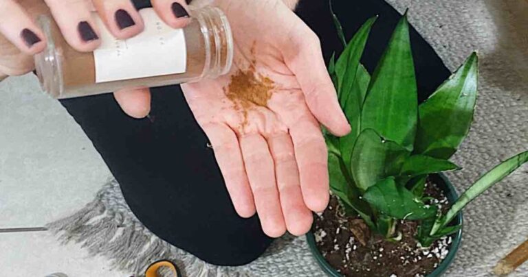 This spice will make any flower on your balcony or garden grow luxuriantly