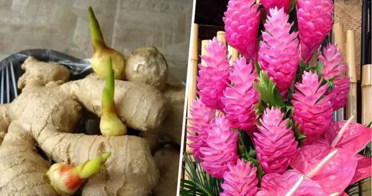 Growing Ginger at Home for an Endless Supply (and Getting it to Bloom)