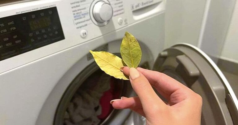 Here’s why you should add bay leaves to the machine while washing