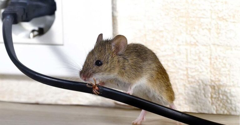 The Cheap Trick to Get Rid of Mice Without Killing Them