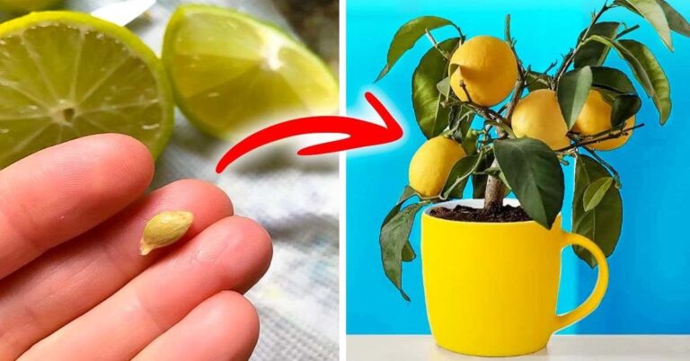 How to grow a lemon tree in a pot from a lemon seed?