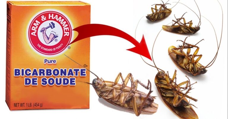 How to get rid of cockroaches with baking soda