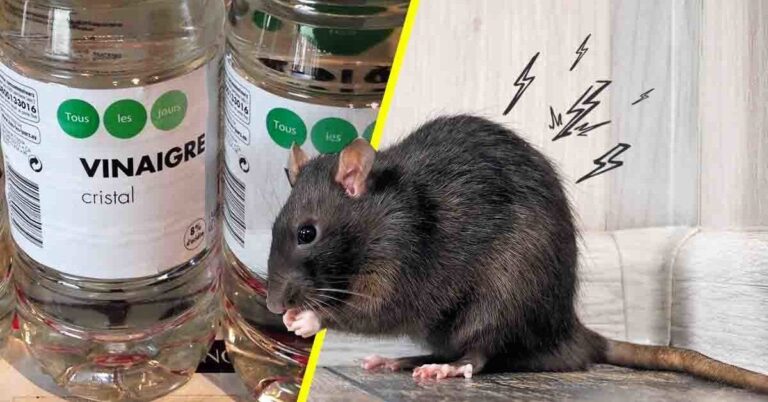 7 tips to eliminate rats from the house