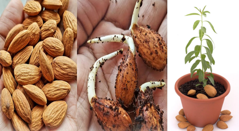 Best method to Grow Almond Tree from Seeds at home
