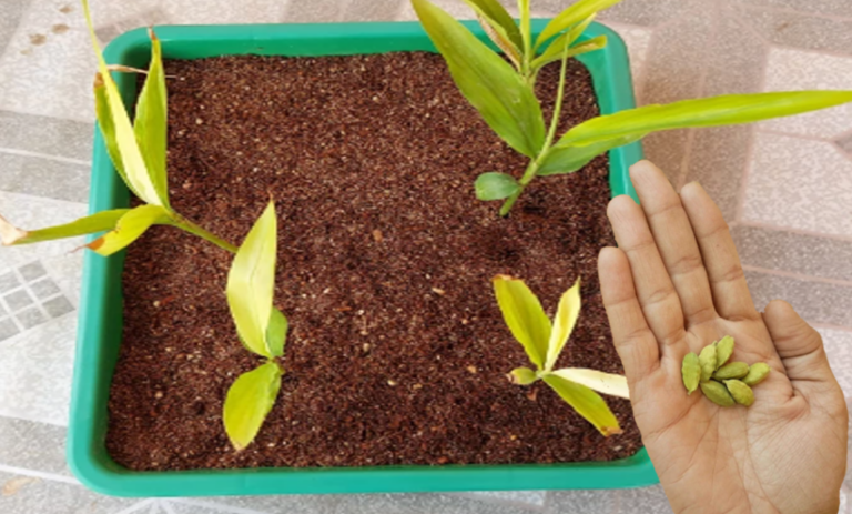 How to grow Cardamom/Ilachi at home in containers (from seed)