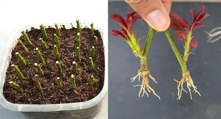 100% Success! Growing Roses from Cuttings with This Homemade Fertilizer