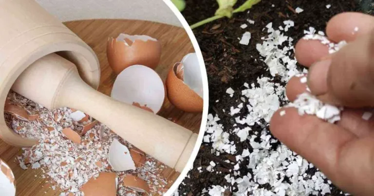 Don’t throw away eggshells, they are very useful in the garden: reuse them this way