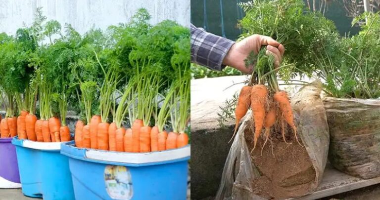How to Grow Carrots at Home in Containers Starting with a Single Carrot