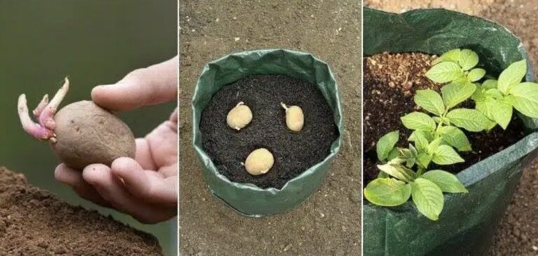 How To Grow Sacks Full Of Potatoes – 6 Weird Ways That Really Work