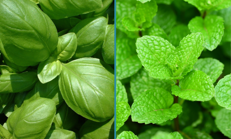 Best Plants for windowsill Cultivation