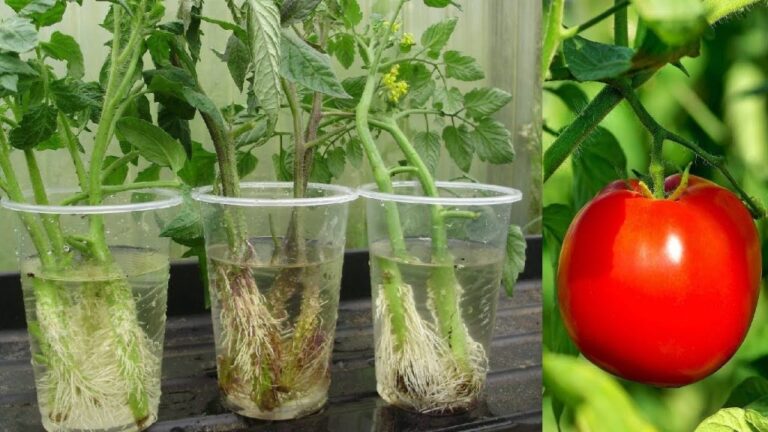 How to Grow Tomatoes Without Soil