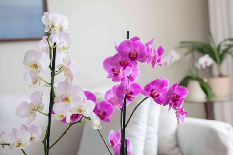 10 Beautiful Indoor Plants That Bloom Abundantly