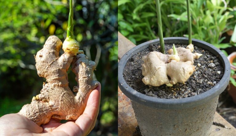 How to grow a ginger plant no matter where you live