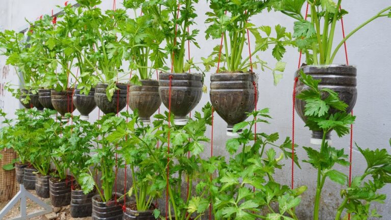 How To Grow Celery In Plastic Bottles, a quick and surprising method