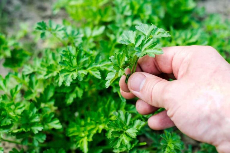 How to have an eternal and abundant parsley seedling