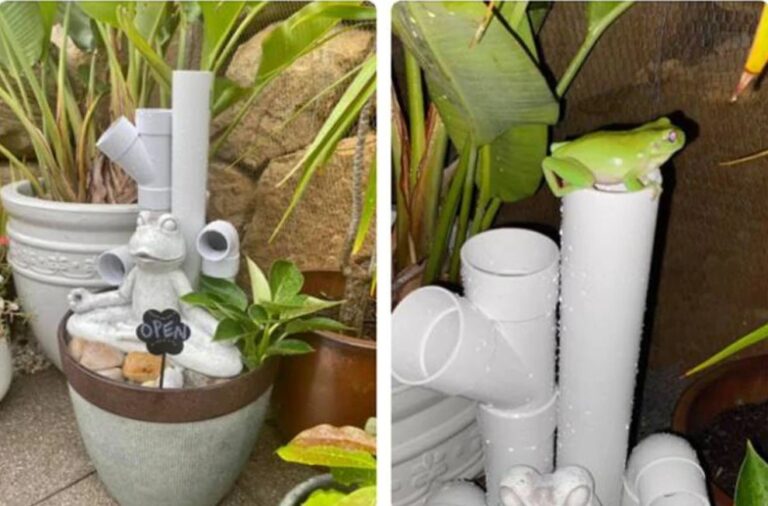 Why and How to Install a Frog Hotel in Your Garden