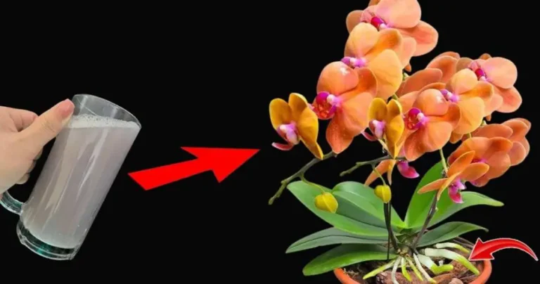 Use it regularly for plants and you will have strong flowers and roots: infinitely prosperous