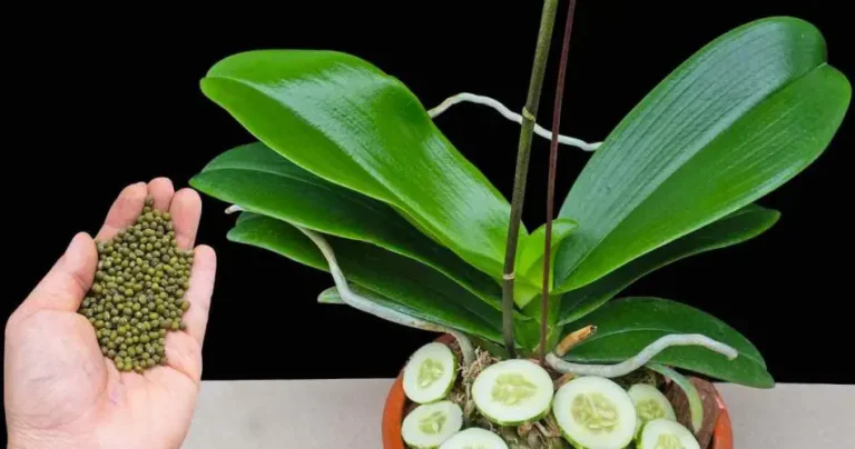 Make this move and any flower will come back to life: you will see it bloom for 3 years