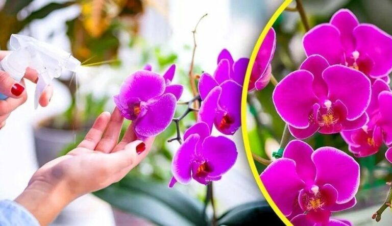 No more watering orchids with water: water them with it for spectacular flowering